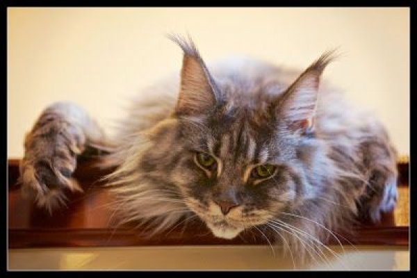 Кракен наркота что это