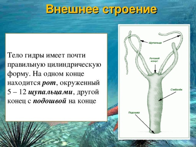 Кракен впн